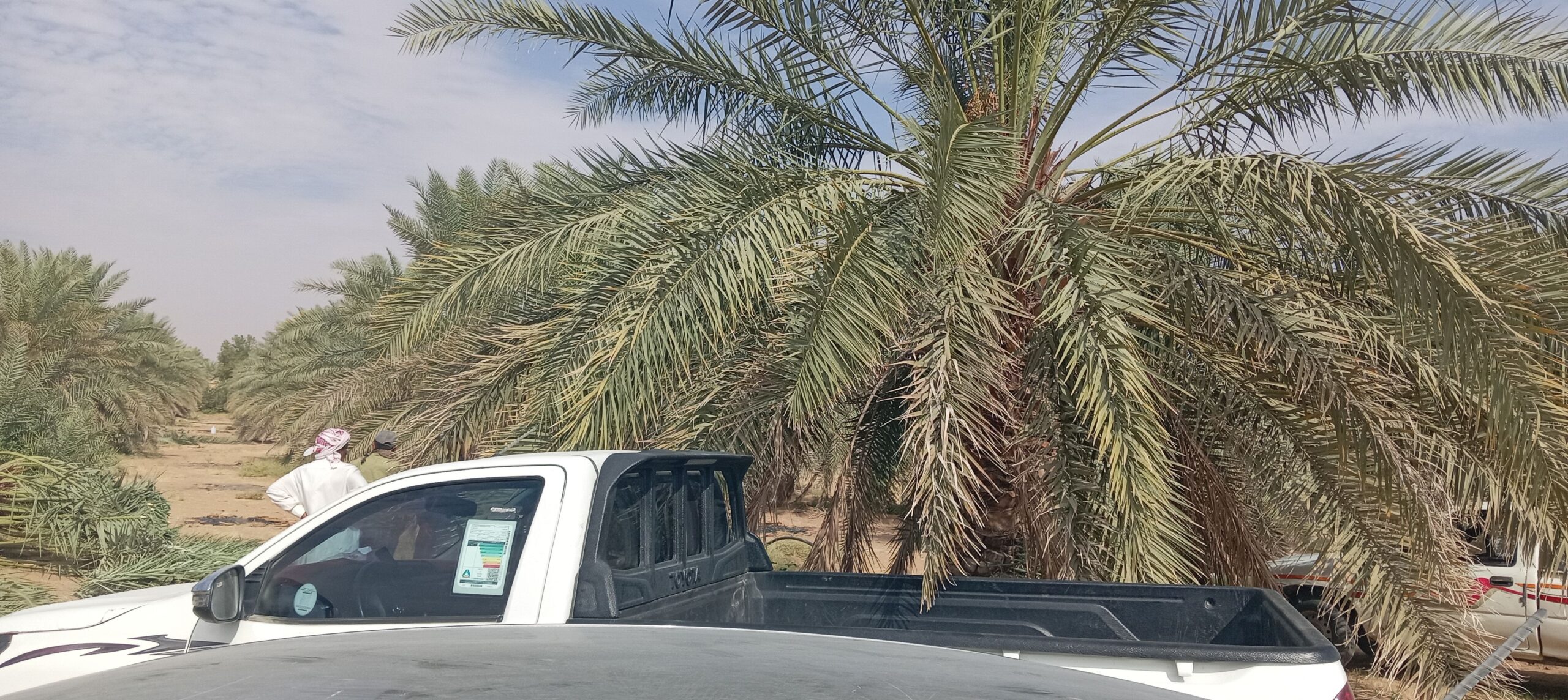 تركيب شبوك سياج حديدي و زراعة النخل و الأشجار