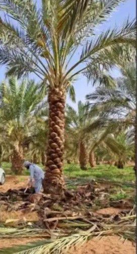 عامل تقطيع حطب وقص نخله وازاله شجرة