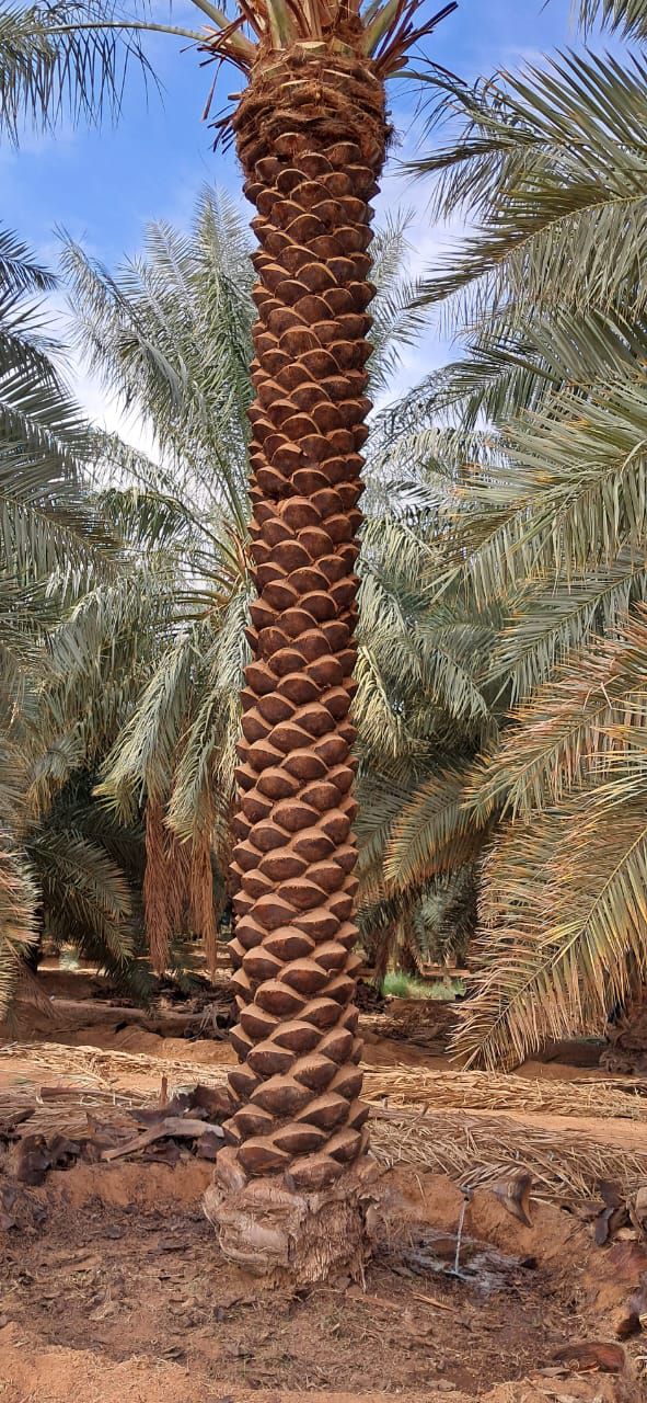 نقوم بجميع أشغال انخل