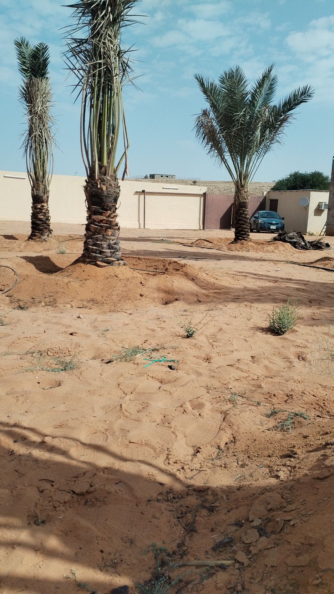 مقاول الشبوك ونخيل