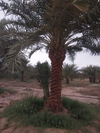 نخل