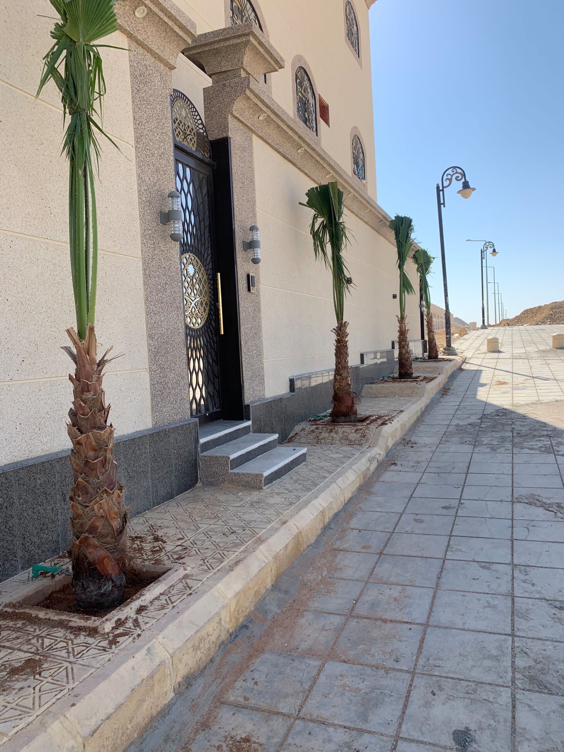 نخيل واشنطونياء