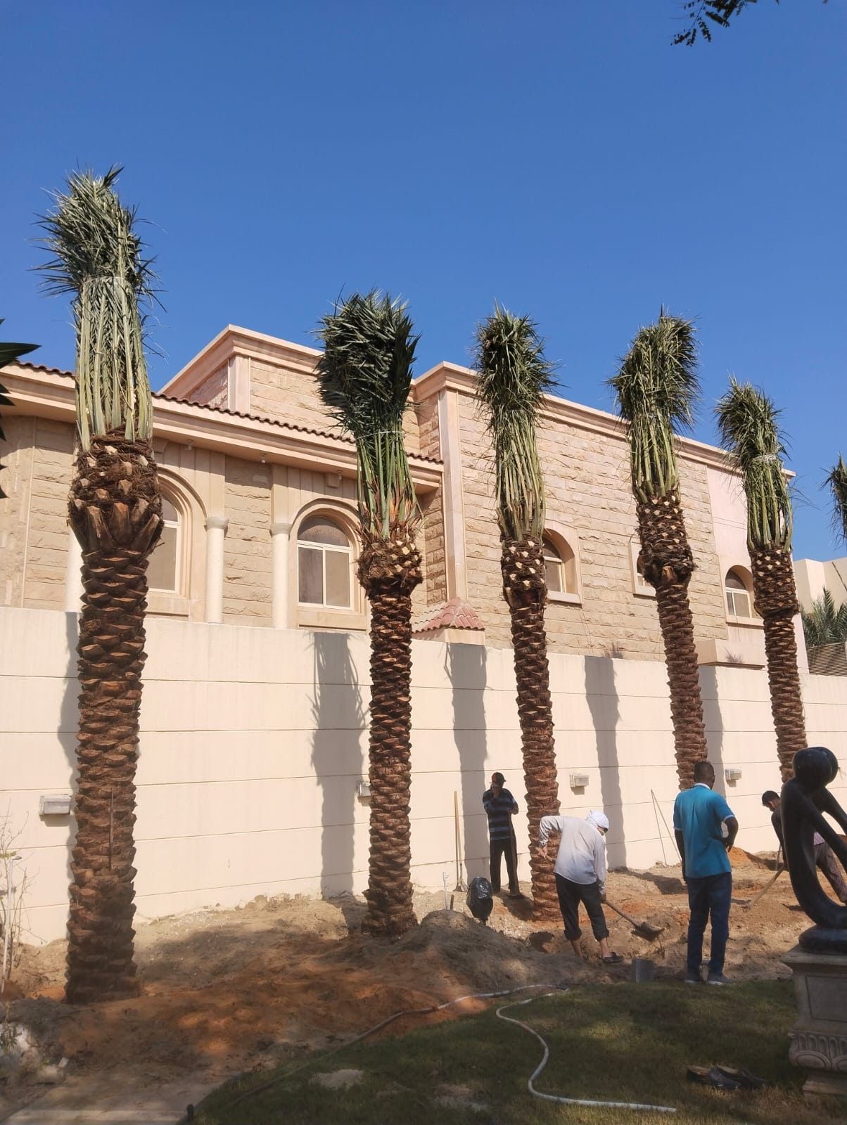 نخيل واشنطونياء