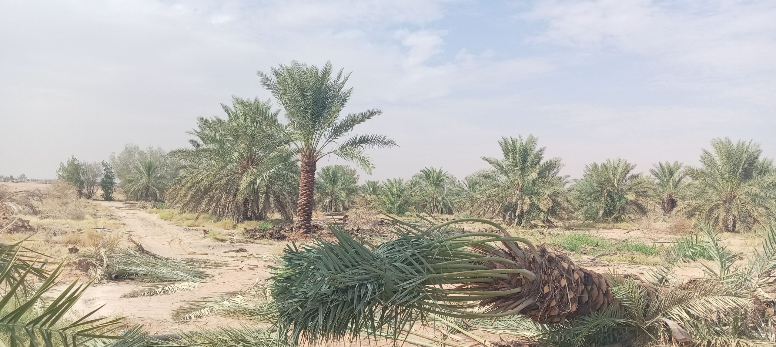 تركيب شبوك سياج حديدي و زراعة النخل و الأشجار