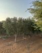 مقاول شبوك ونخيل واشجار