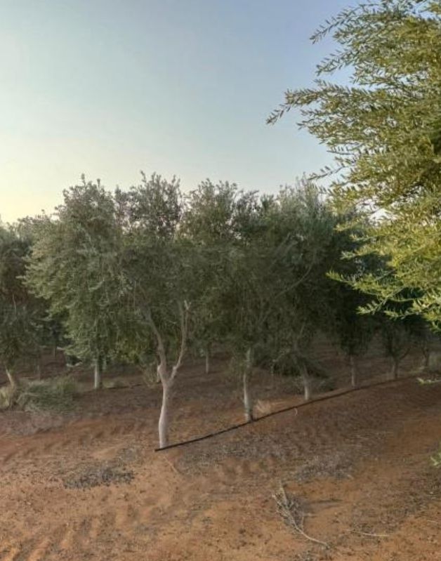 مقاول شبوك ونخيل واشجار