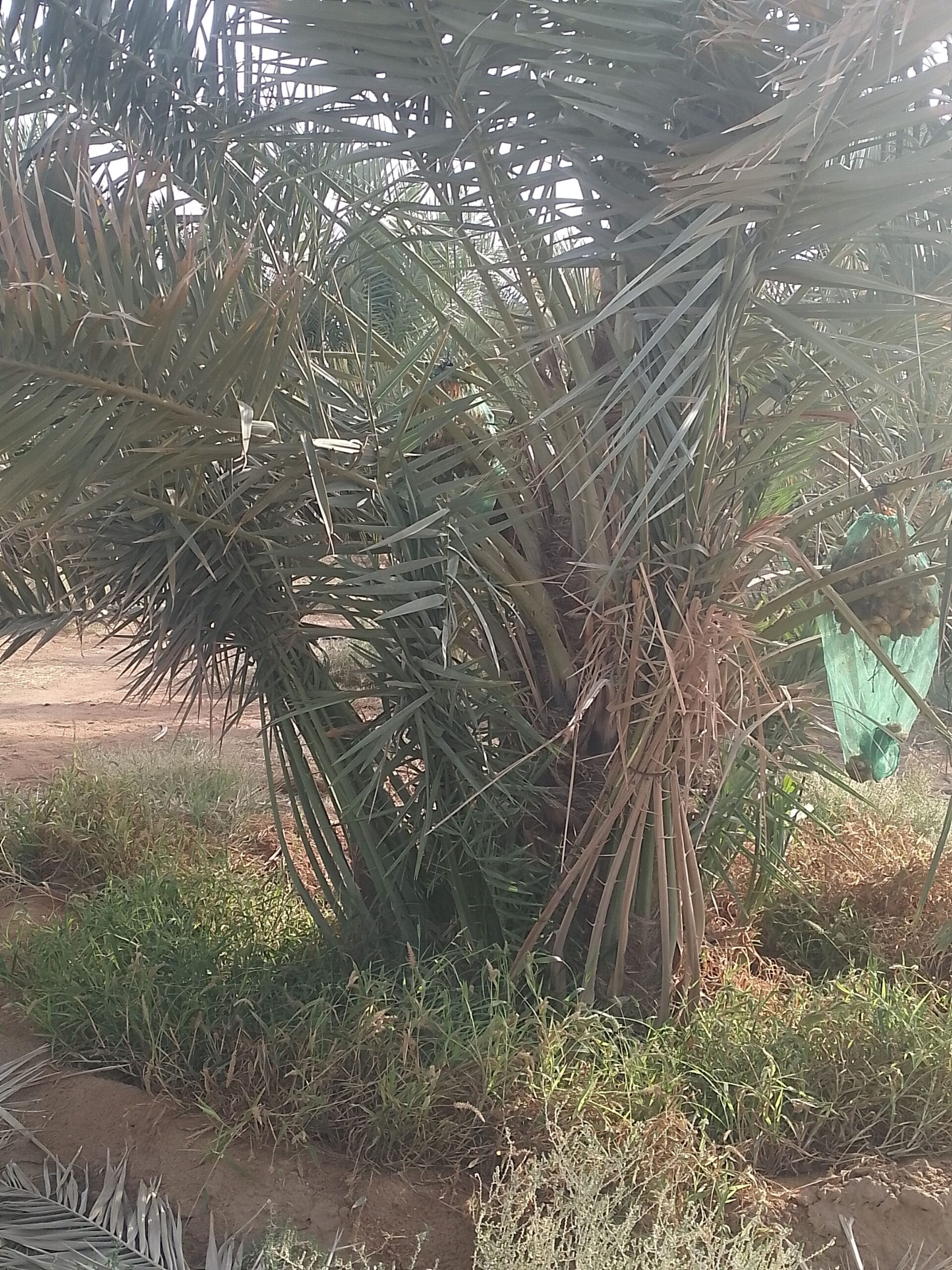 مقاول شبوك ونخيل واشجار