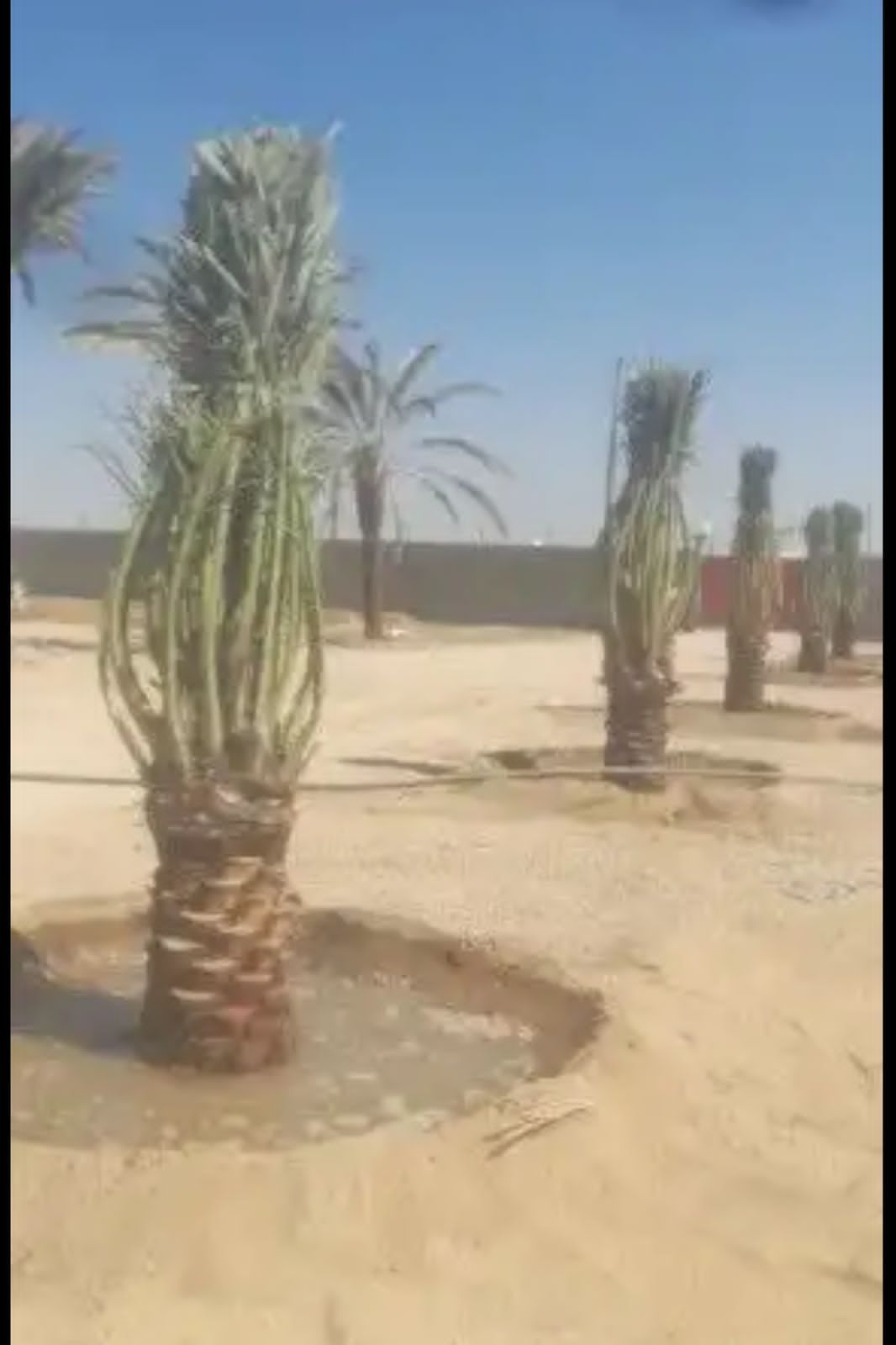 مقاول شبوك ونخيل واشجار