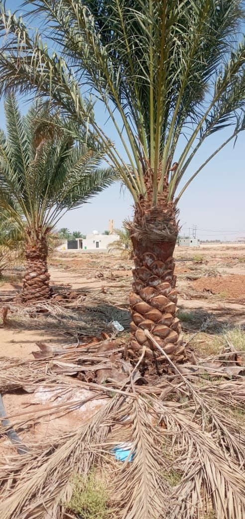 نقوم بجميع اشغال النخيل قلع وغرس تشويك لقاح راش تك