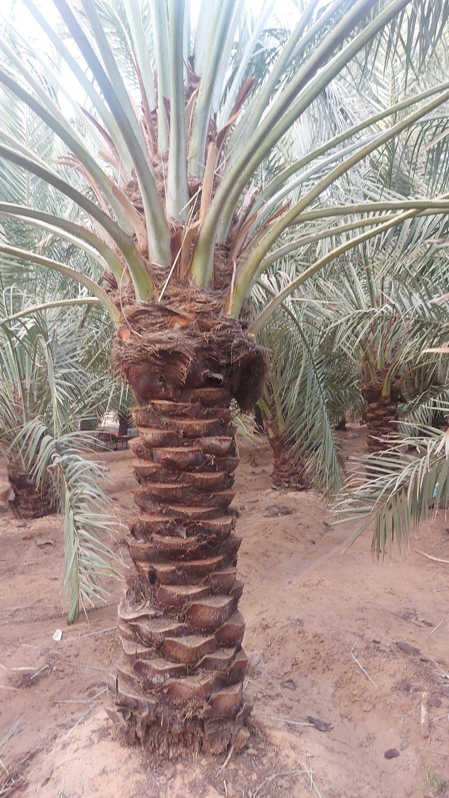 نقوم بجميع اشغال النخيل قلع وغرس تشويك لقاح راش تك