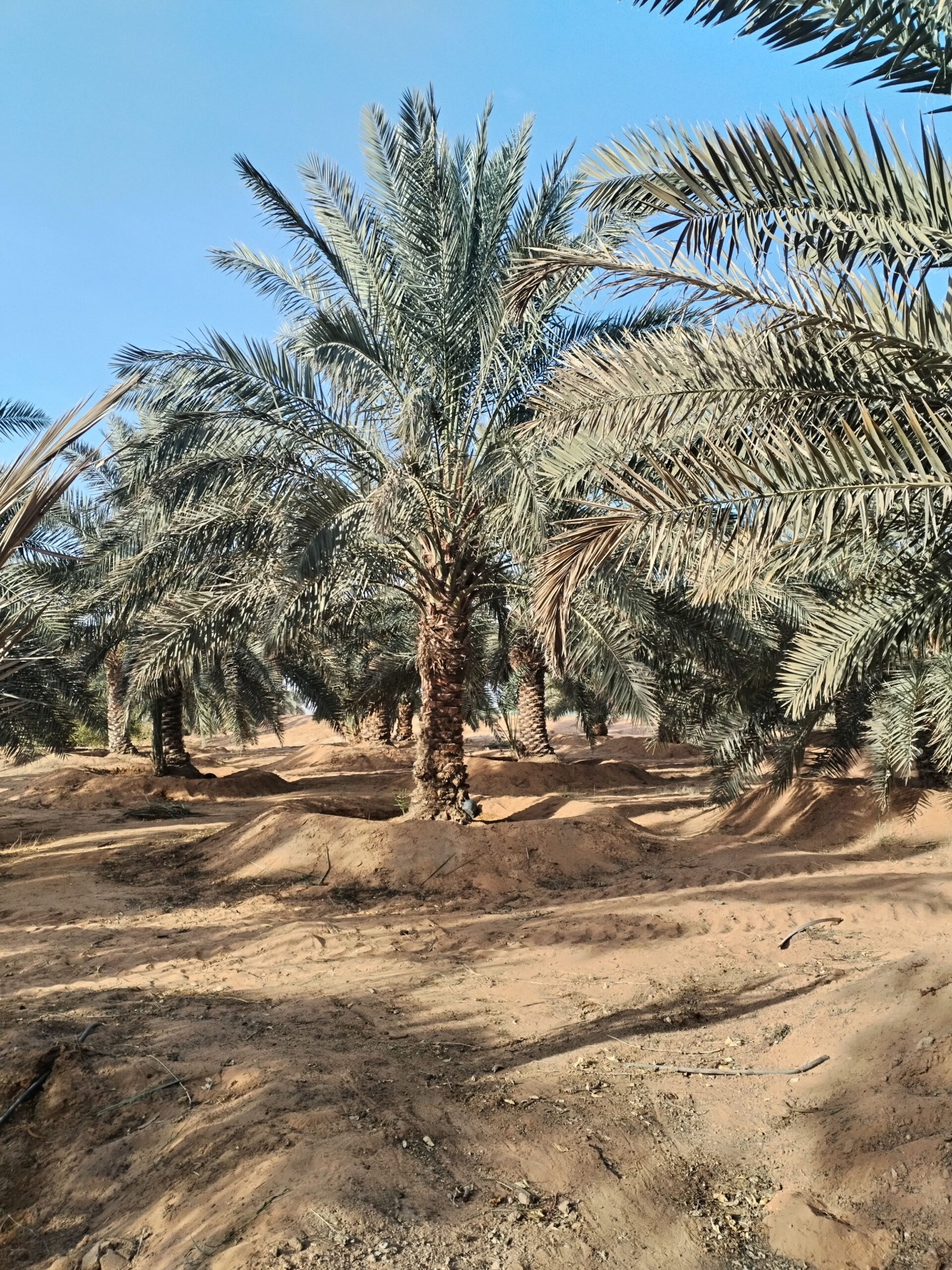 مقاول الشبوك ونخيل 0558079391