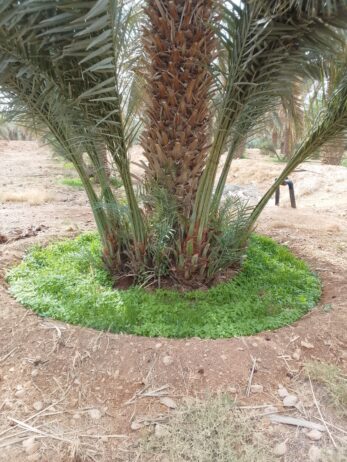 نقوم بجميع اشغال النخيل قلع وغرس تشويك لقاح راش تك