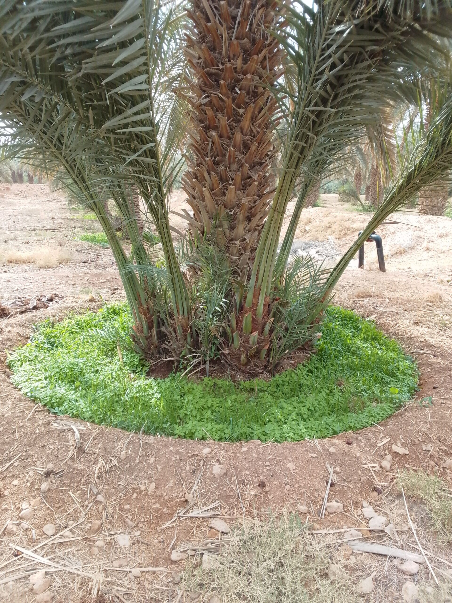 نقوم بجميع اشغال النخيل قلع وغرس تشويك لقاح راش تك