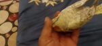 جازان ابوحجر الاسفل