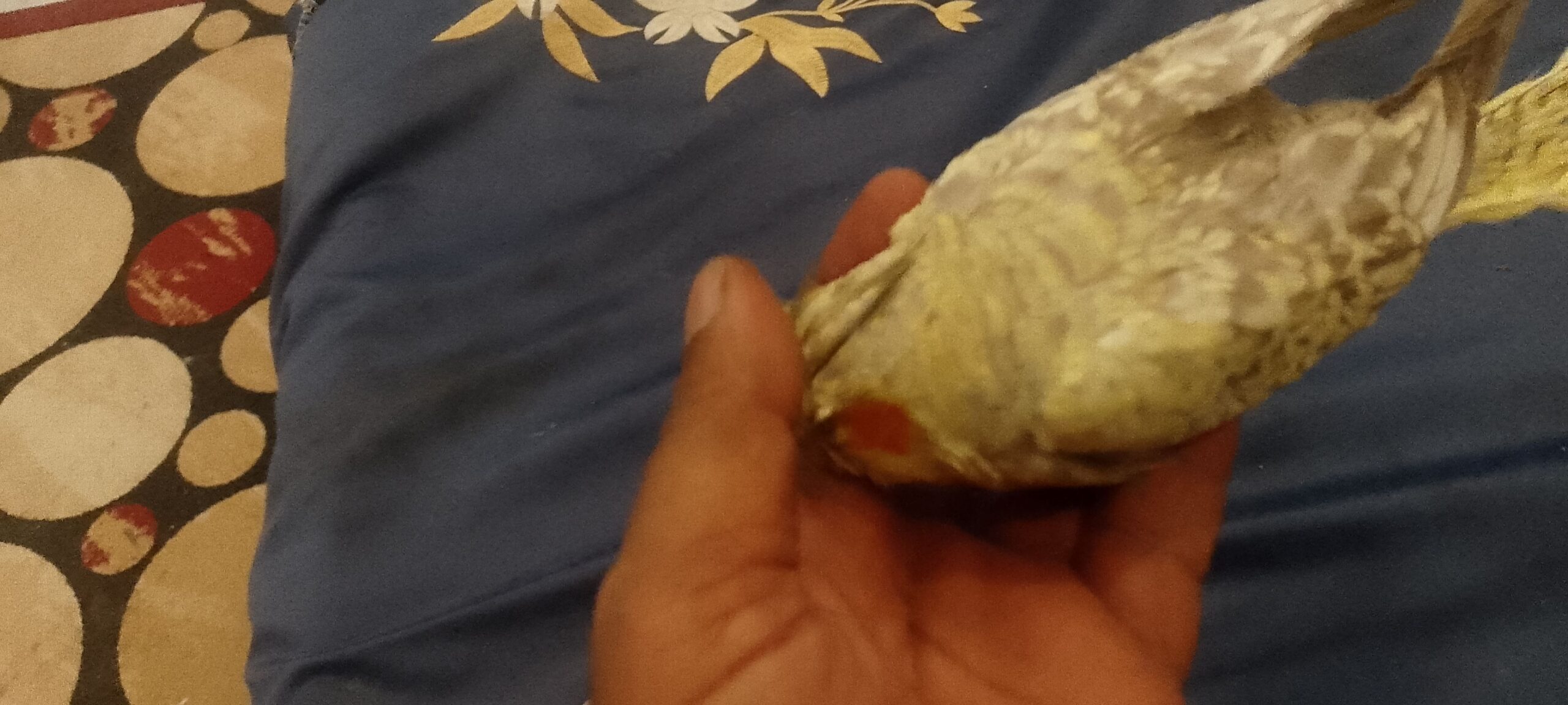 جازان ابوحجر الاسفل