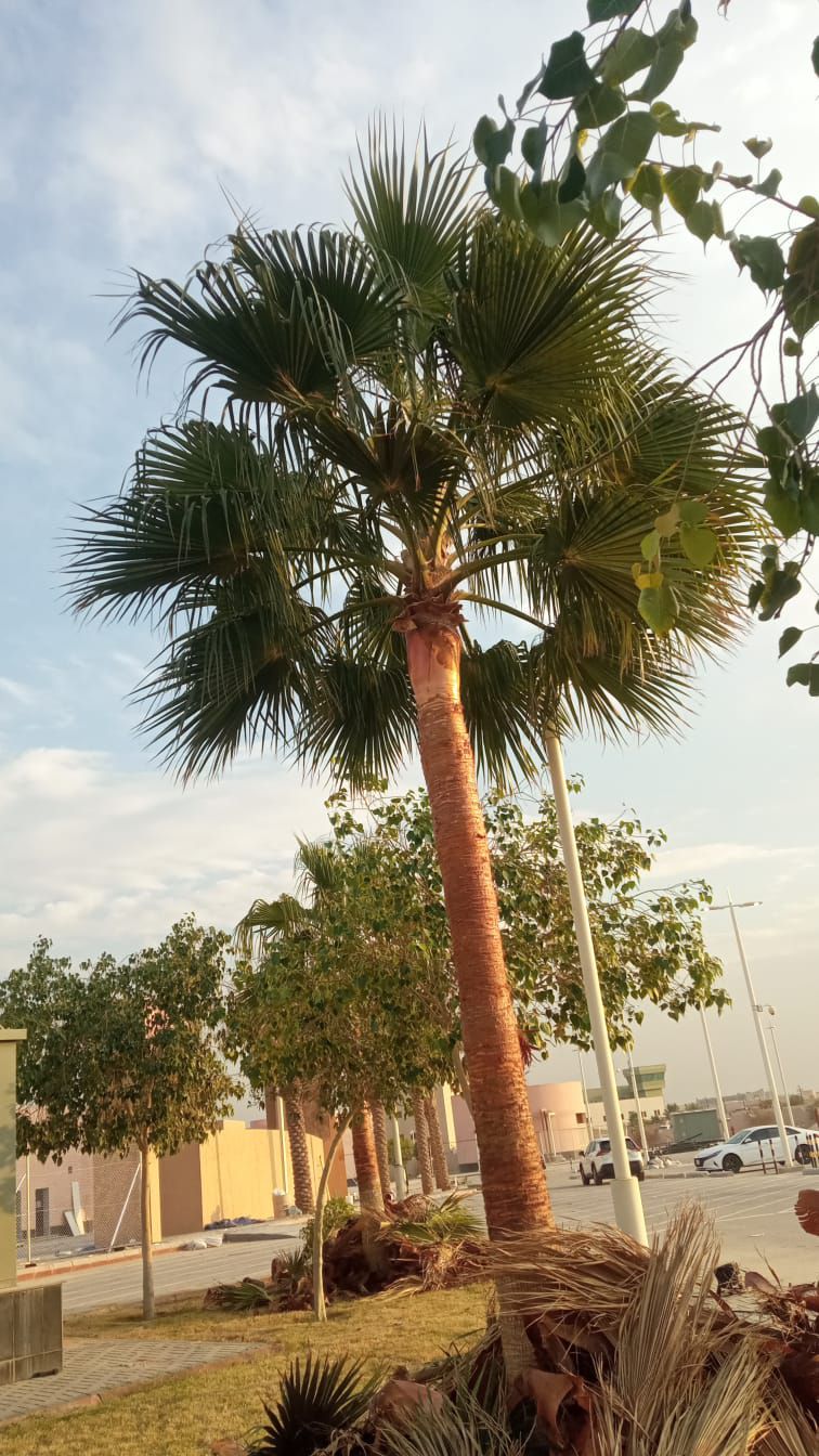 نقوم بجميع أشغال انخل