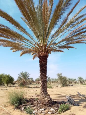 نقوم بجميع اشغال النخيل قلع وغرس تشويك لقاح راش تك