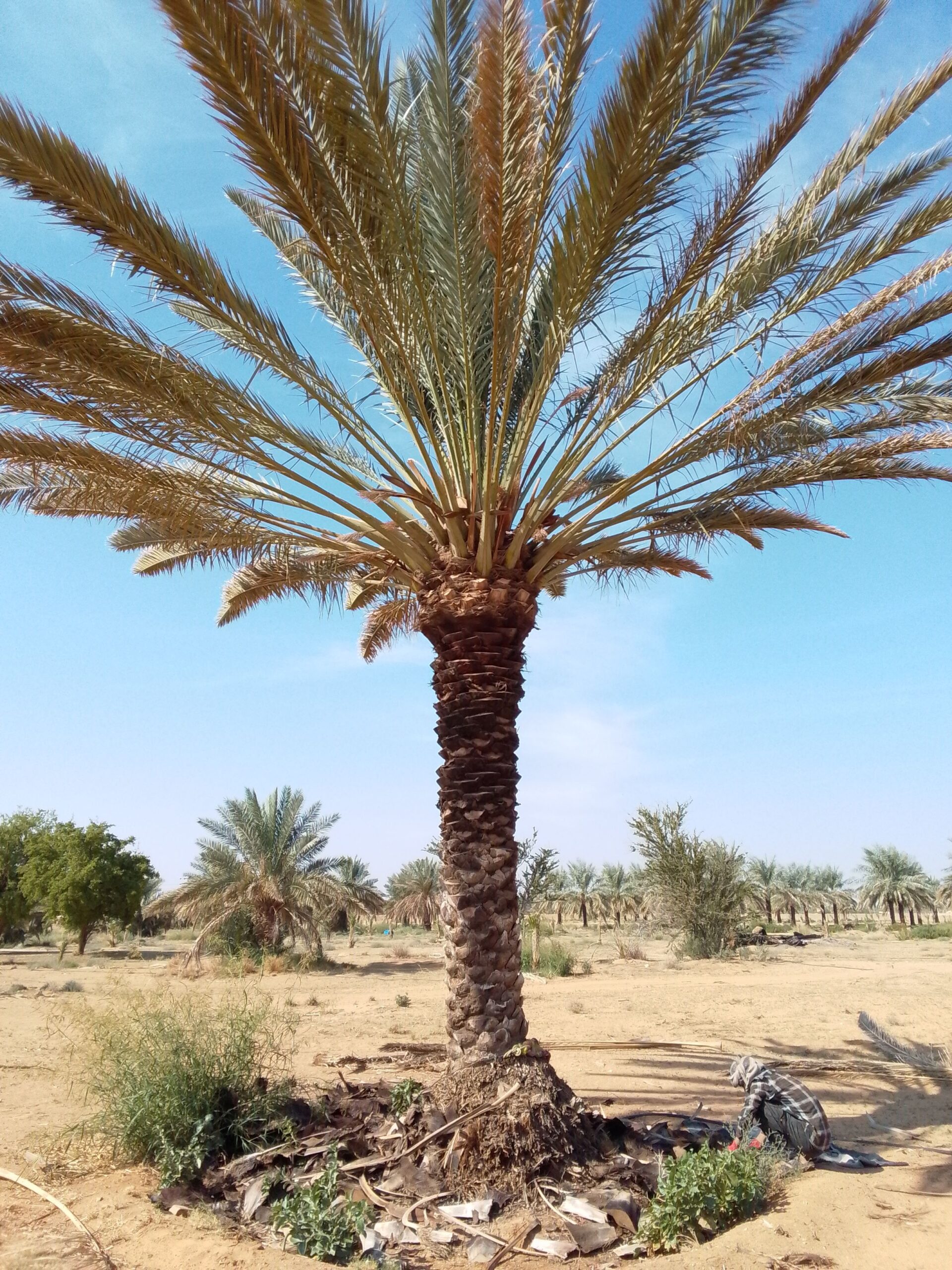 نقوم بجميع اشغال النخيل قلع وغرس تشويك لقاح راش تك