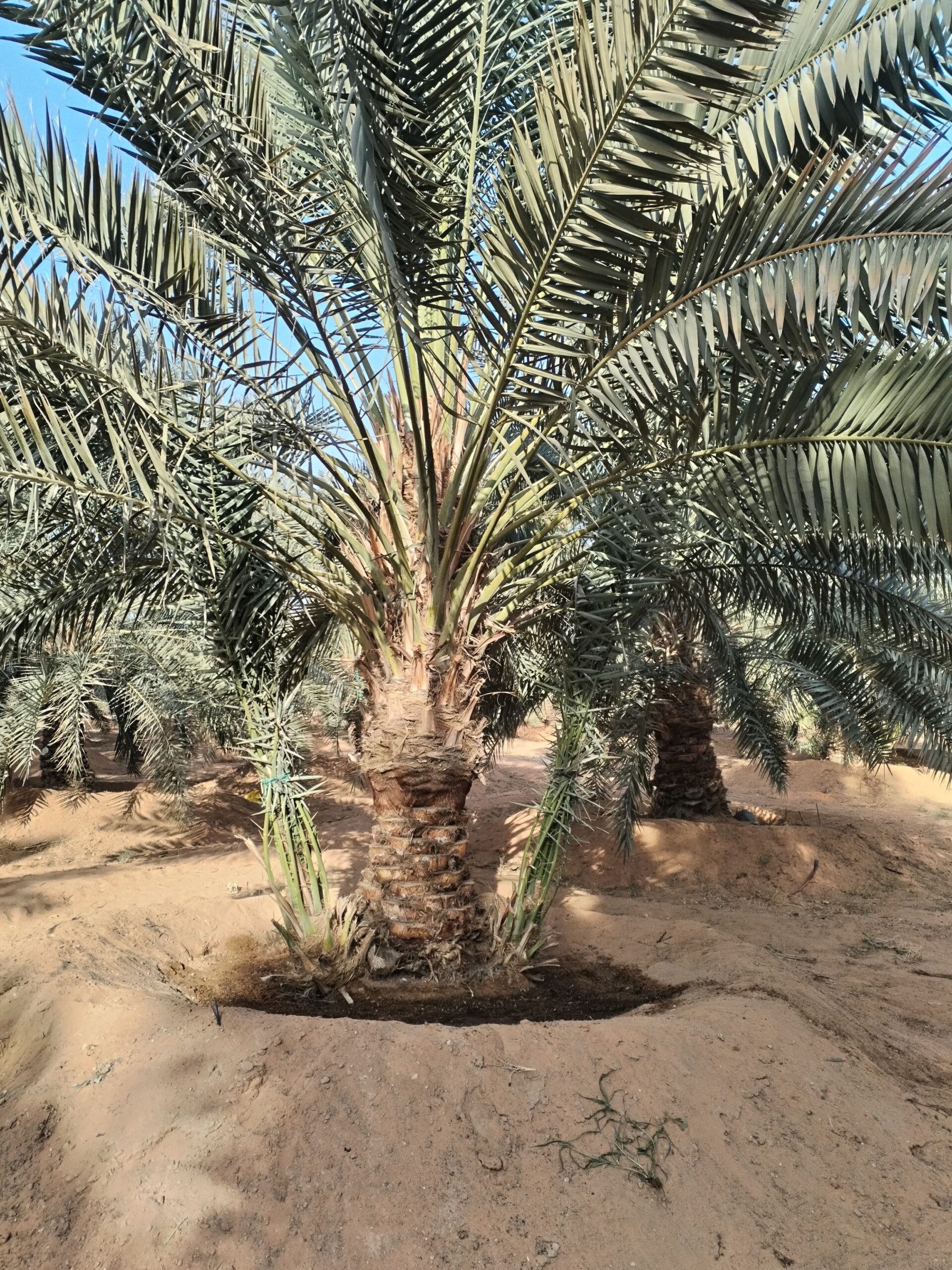 مقاول الشبوك ونخيل 0558079391