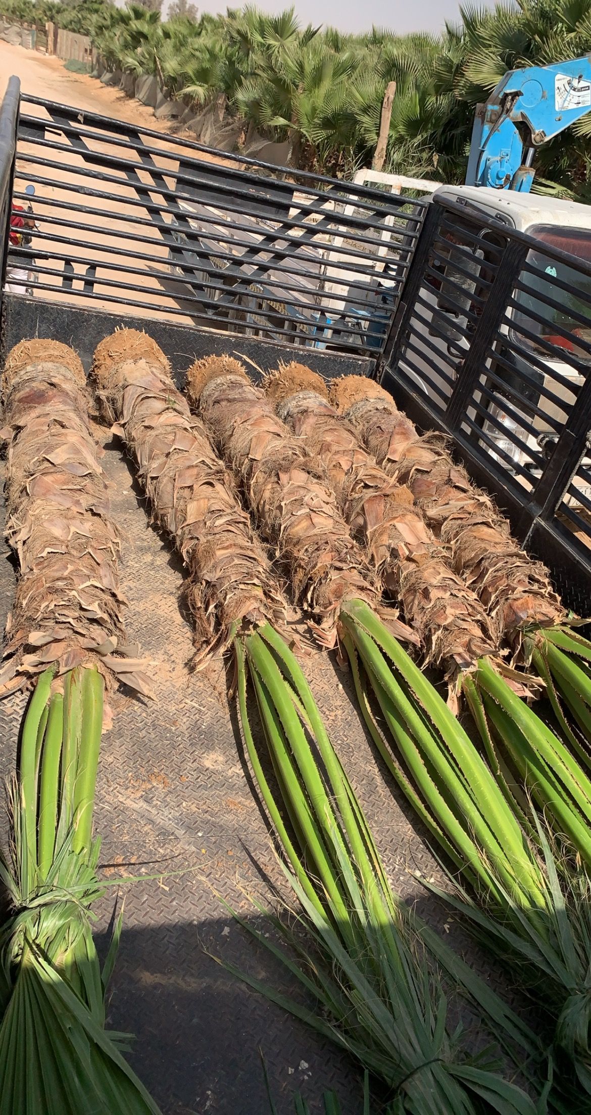 نخيل واشنطونياء