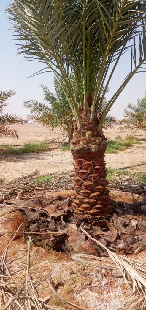 نقوم بجميع اشغال النخيل قلع وغرس تشويك لقاح راش تك