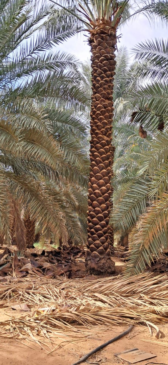 نقوم بجميع أشغال انخل