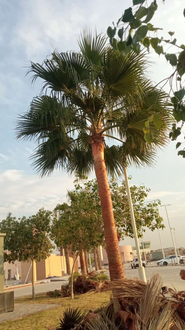 نقوم بجميع اشغال النخيل قلع وغرس تشويك لقاح راش تك