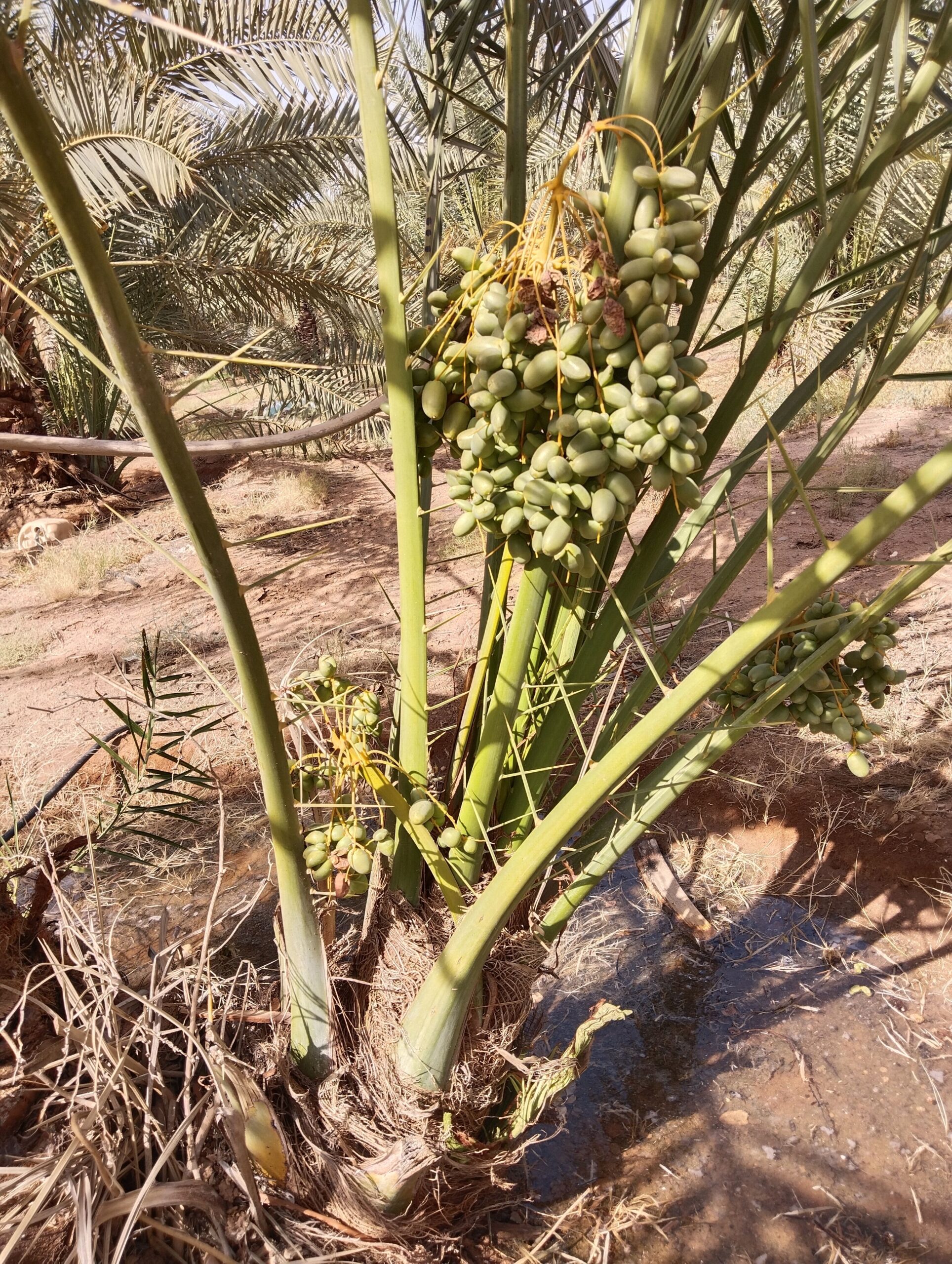 نخل مثمر للبيع