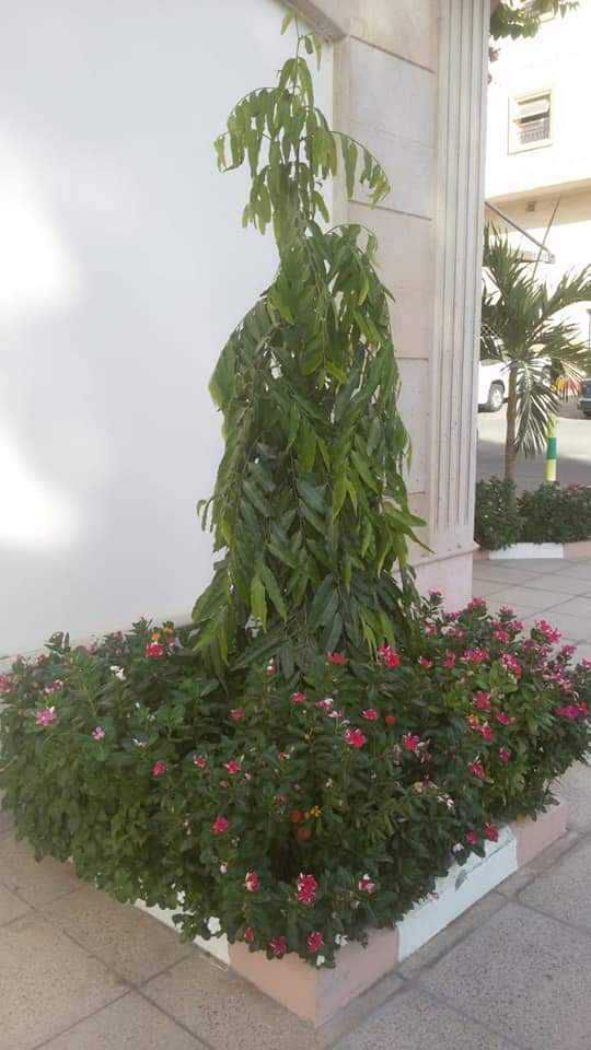 تصميم وتنسيق الحدائق