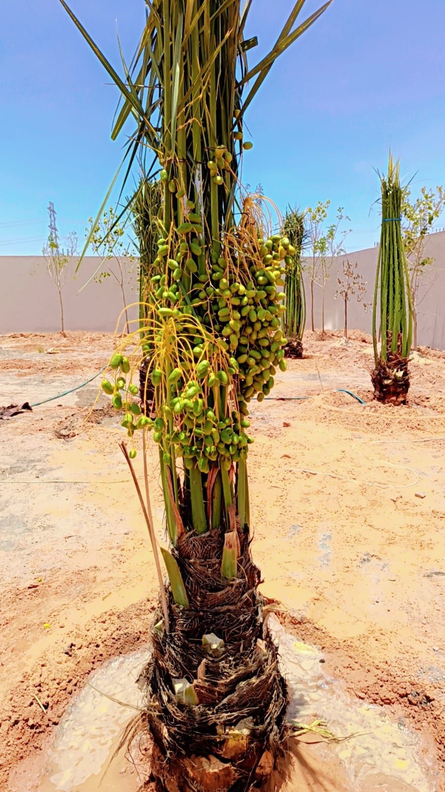 نخل مثمر للبيع