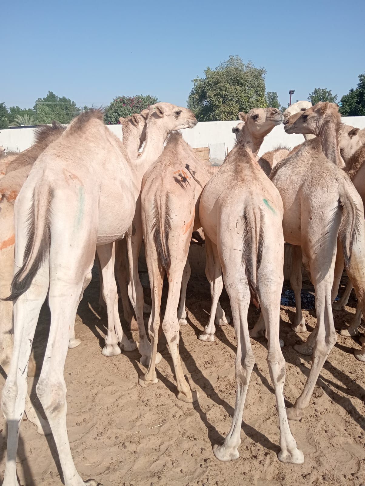 الاصايل المواشي