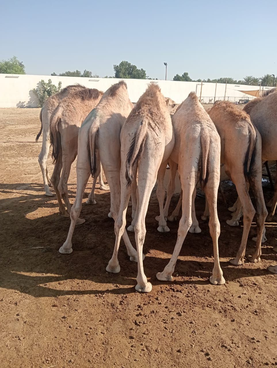 الاصايل للمواشي