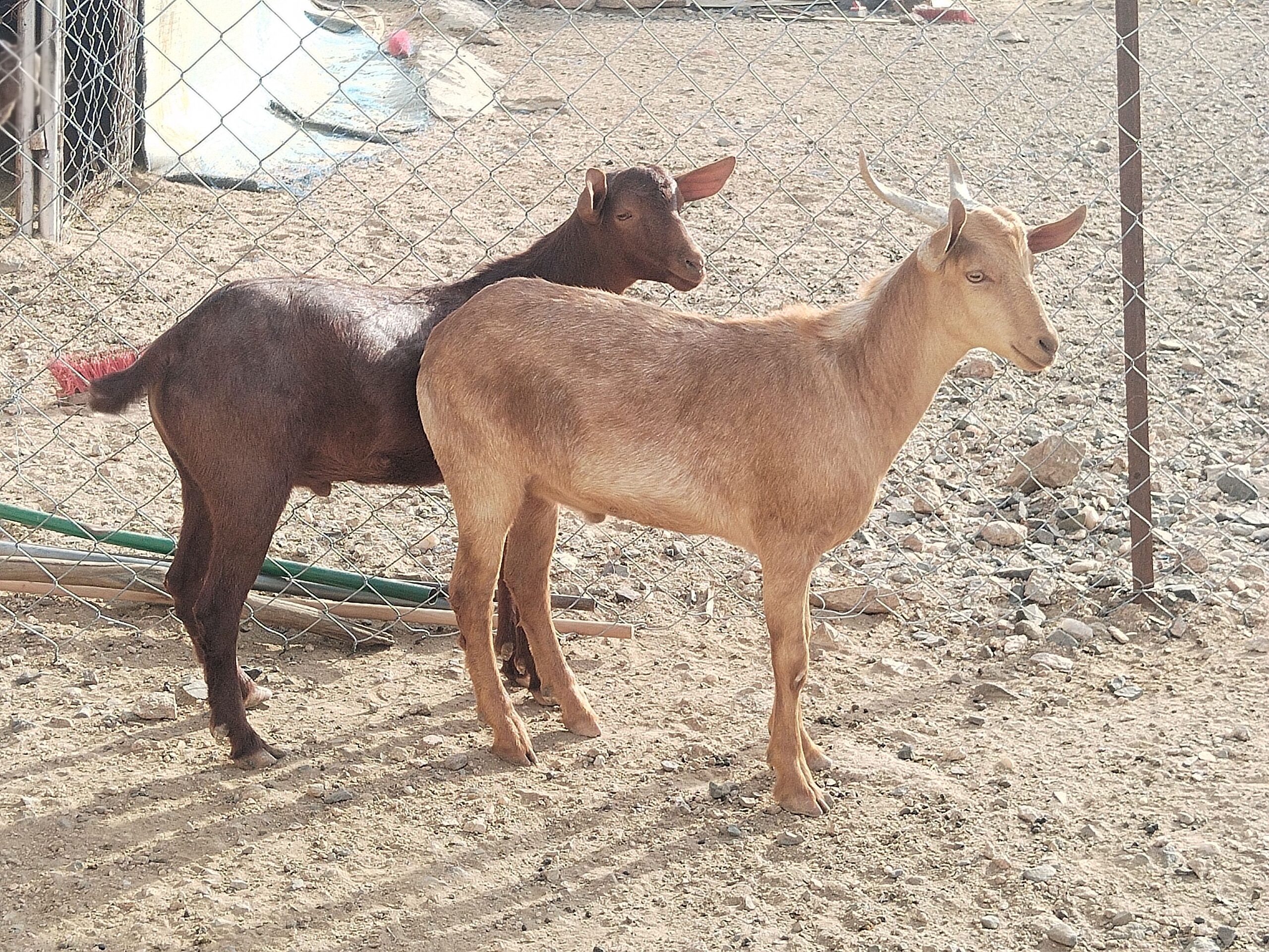 ٢ تيوس حص سمان مشروطة