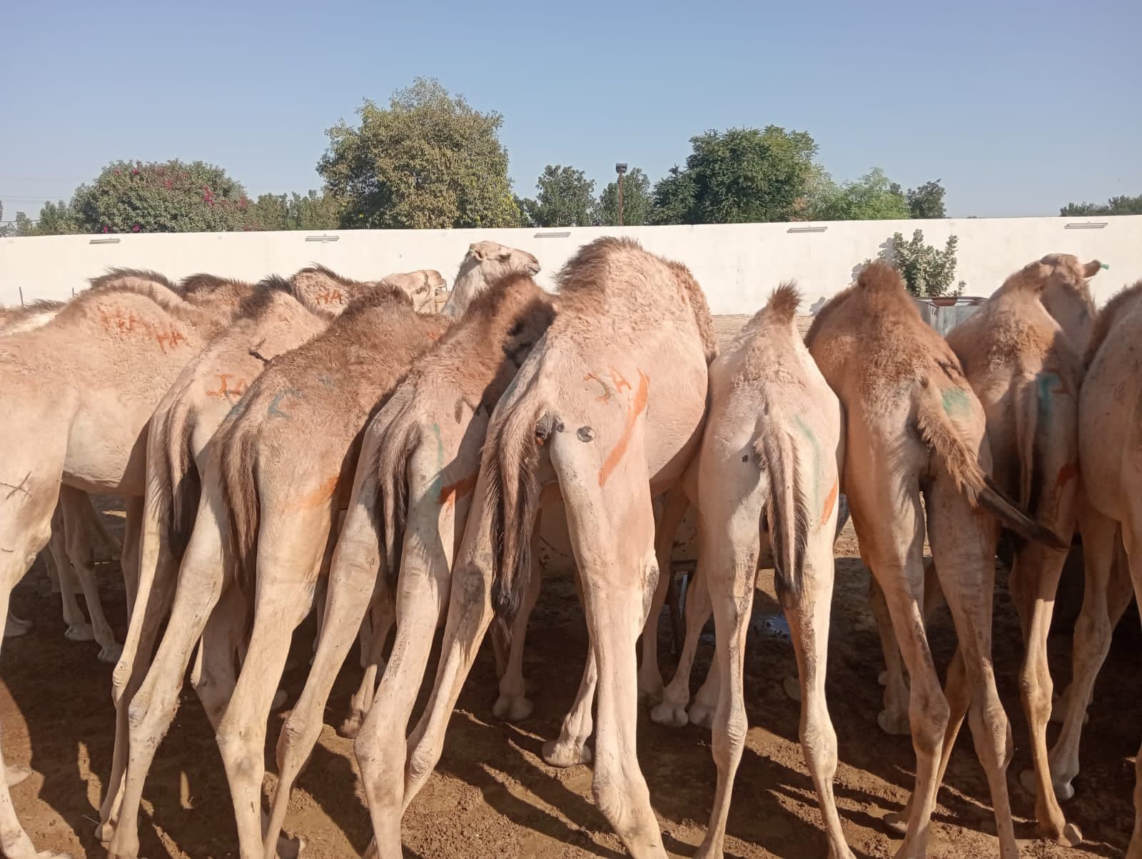 الاصايل المواشي