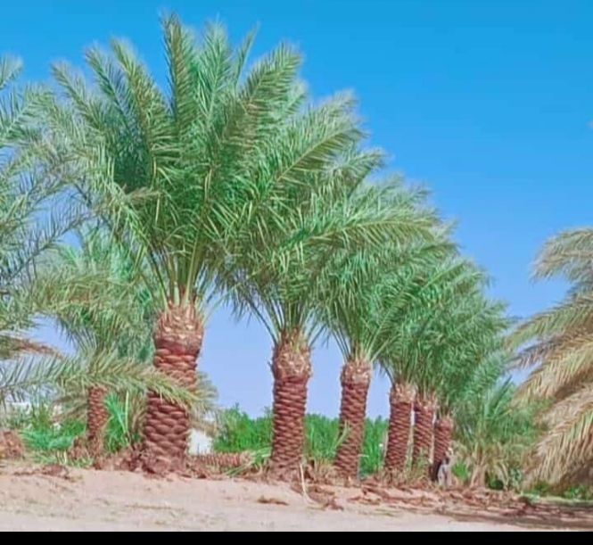 يوجد لدينا نخيل طيب بجميع انواعه ومقاسته المختلفه