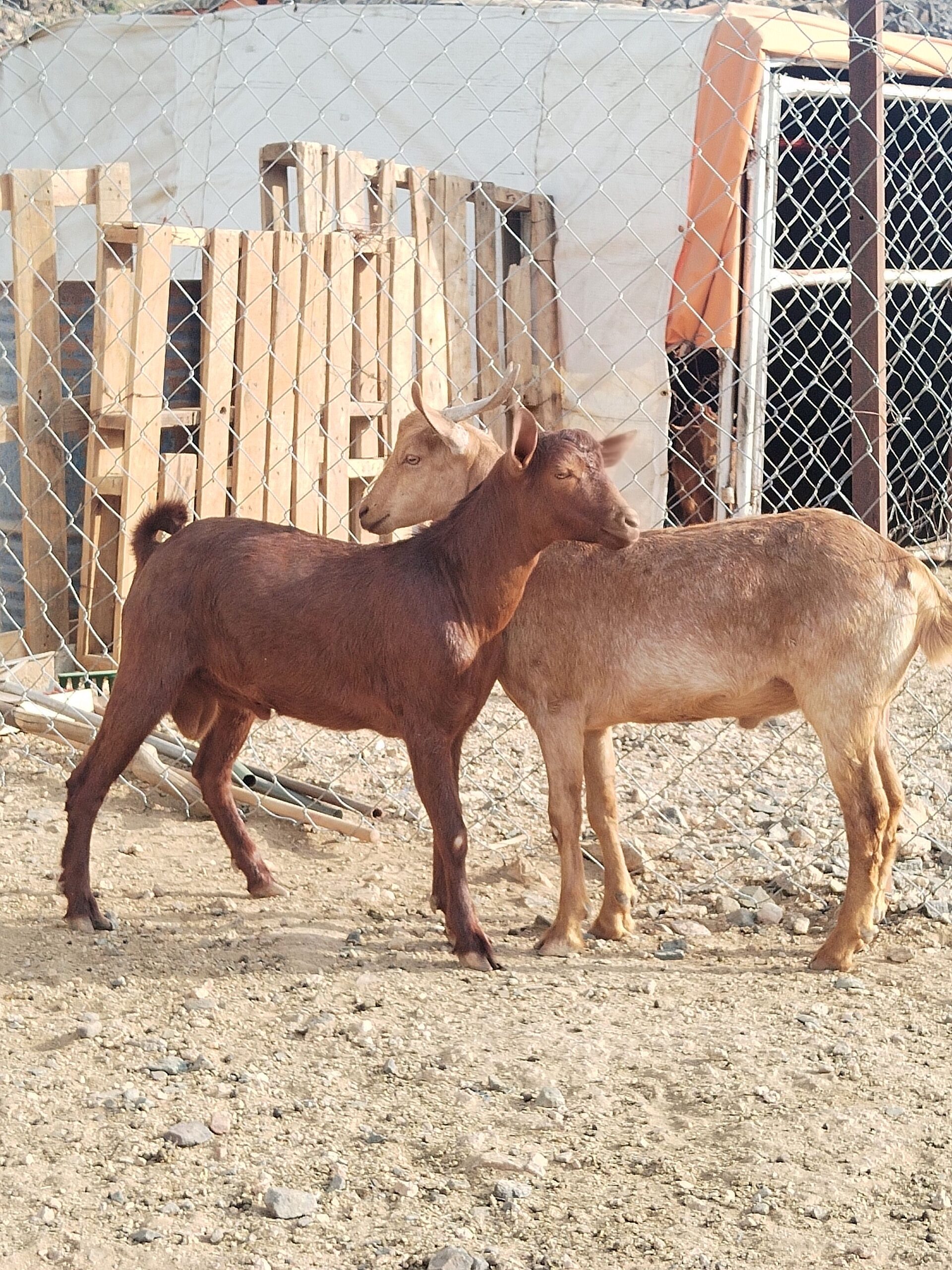 ٢ تيوس حص سمان مشروطة