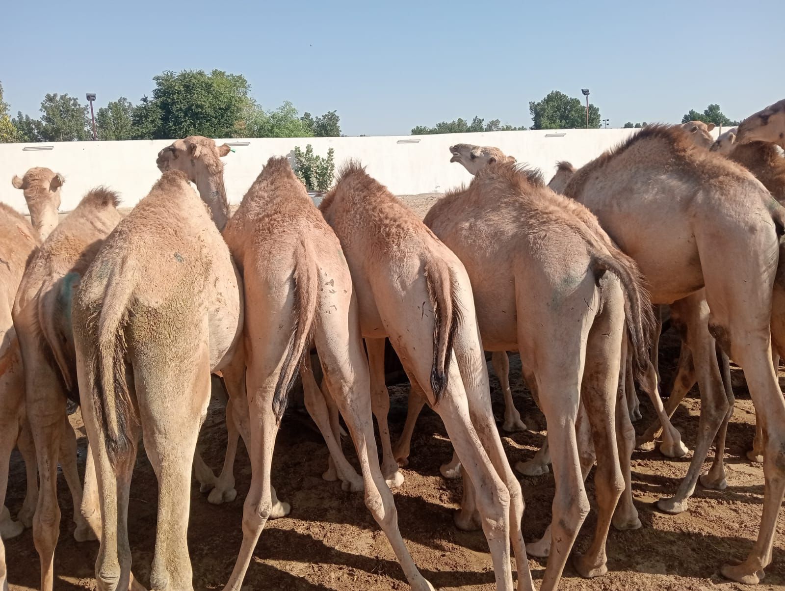 الاصايل المواشي