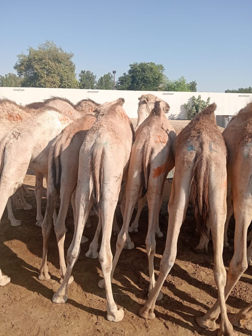 الاصايل للمواشي