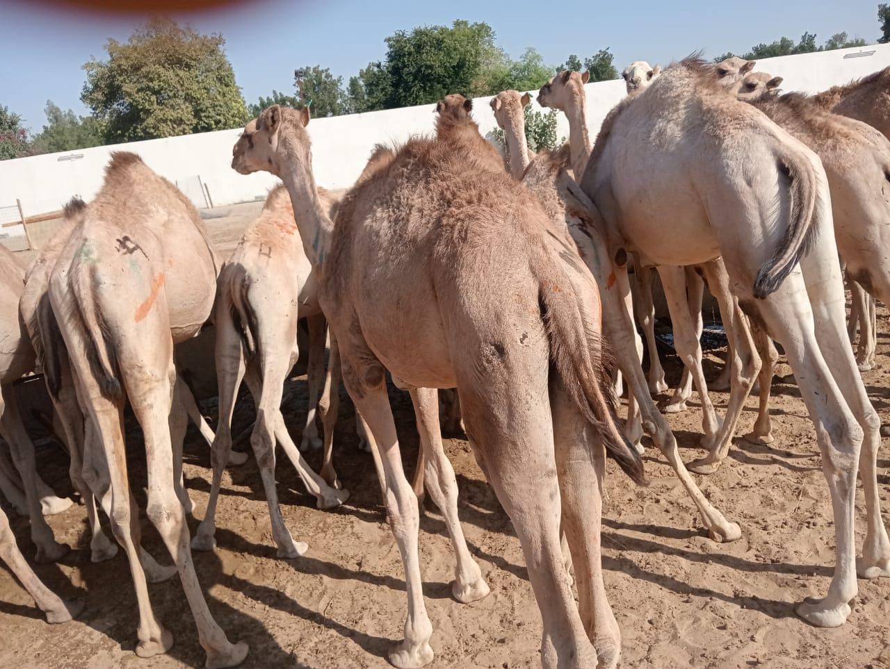 الاصايل المواشي