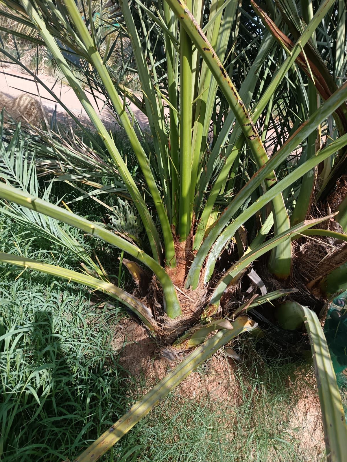 نخل مثمر للبيع