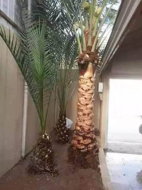 تصميم وتنسيق الحدائق