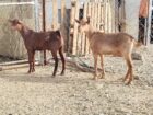 ٢ تيوس حص سمان مشروطة