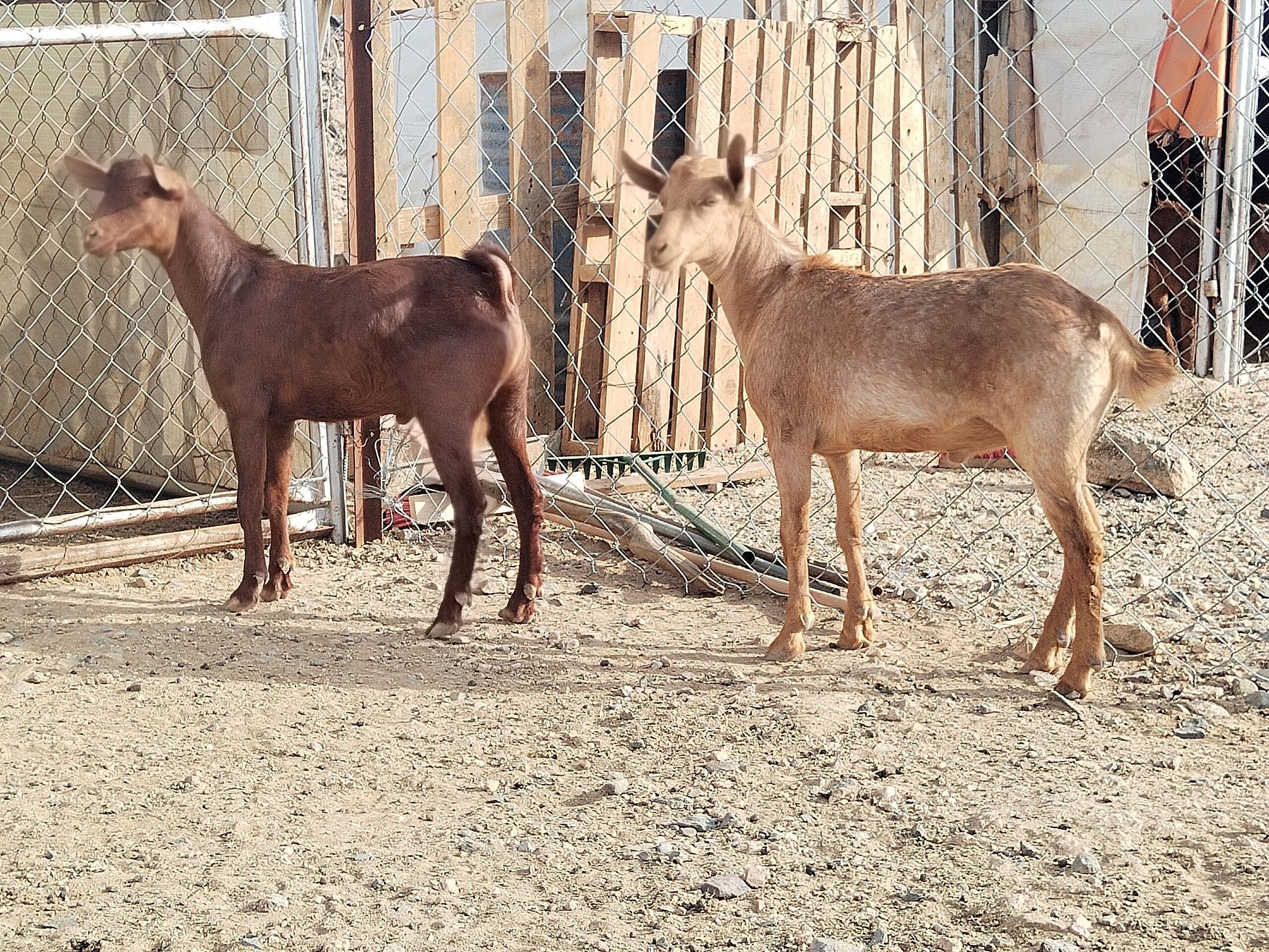 ٢ تيوس حص سمان مشروطة