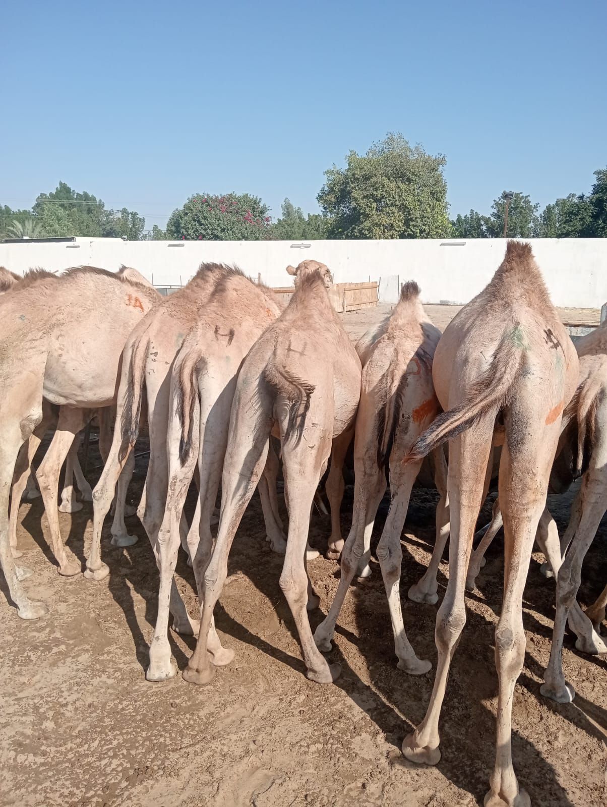 الاصايل المواشي