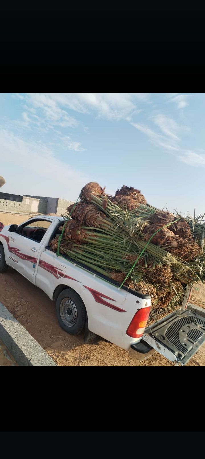 يوجد لدينا نخيل طيب بجميع انواعه ومقاسته المختلفه