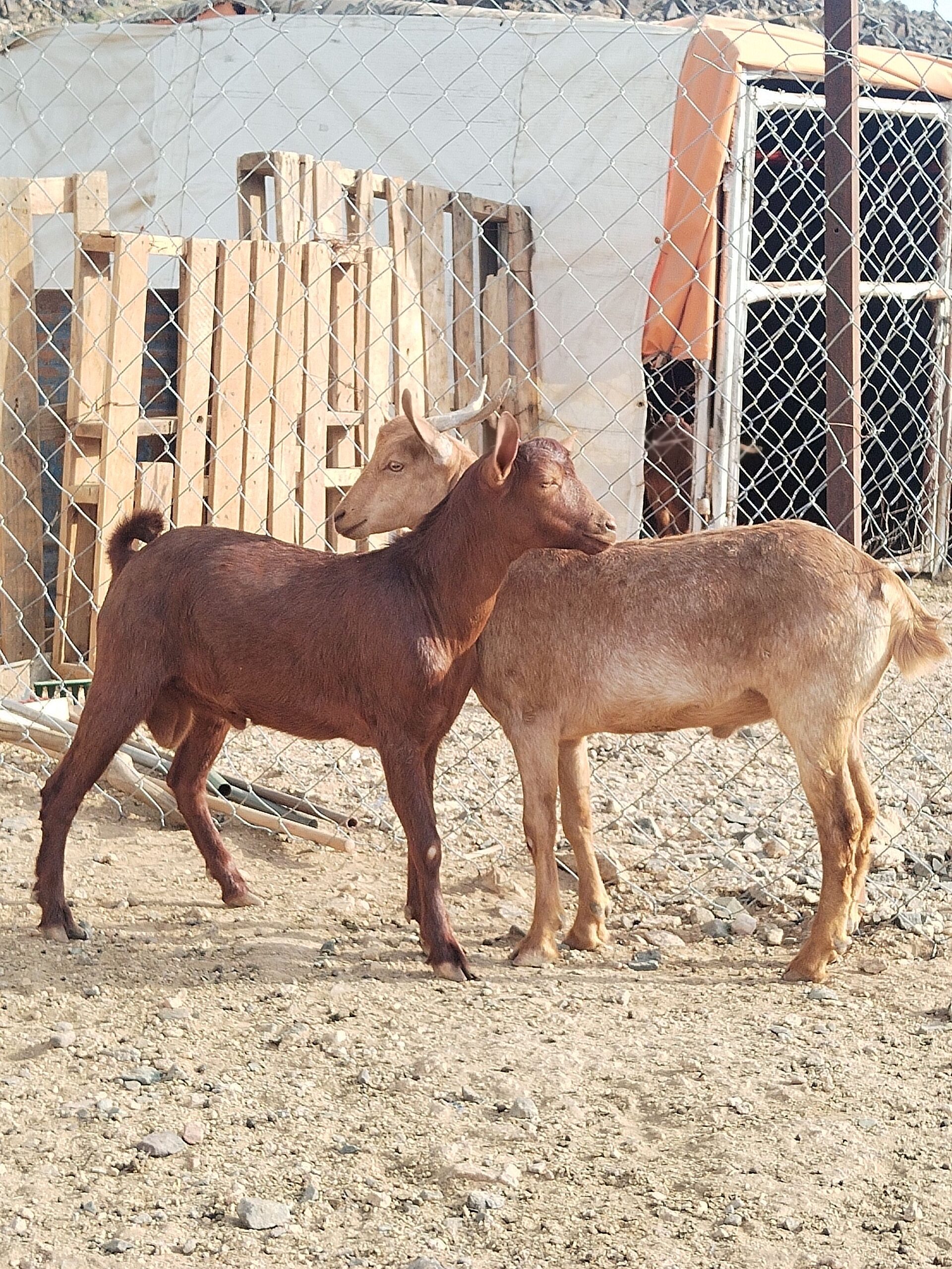 ٢ تيوس حص سمان مشروطة