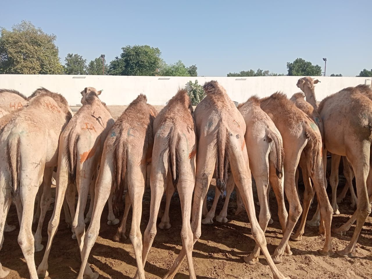 الاصايل للمواشي