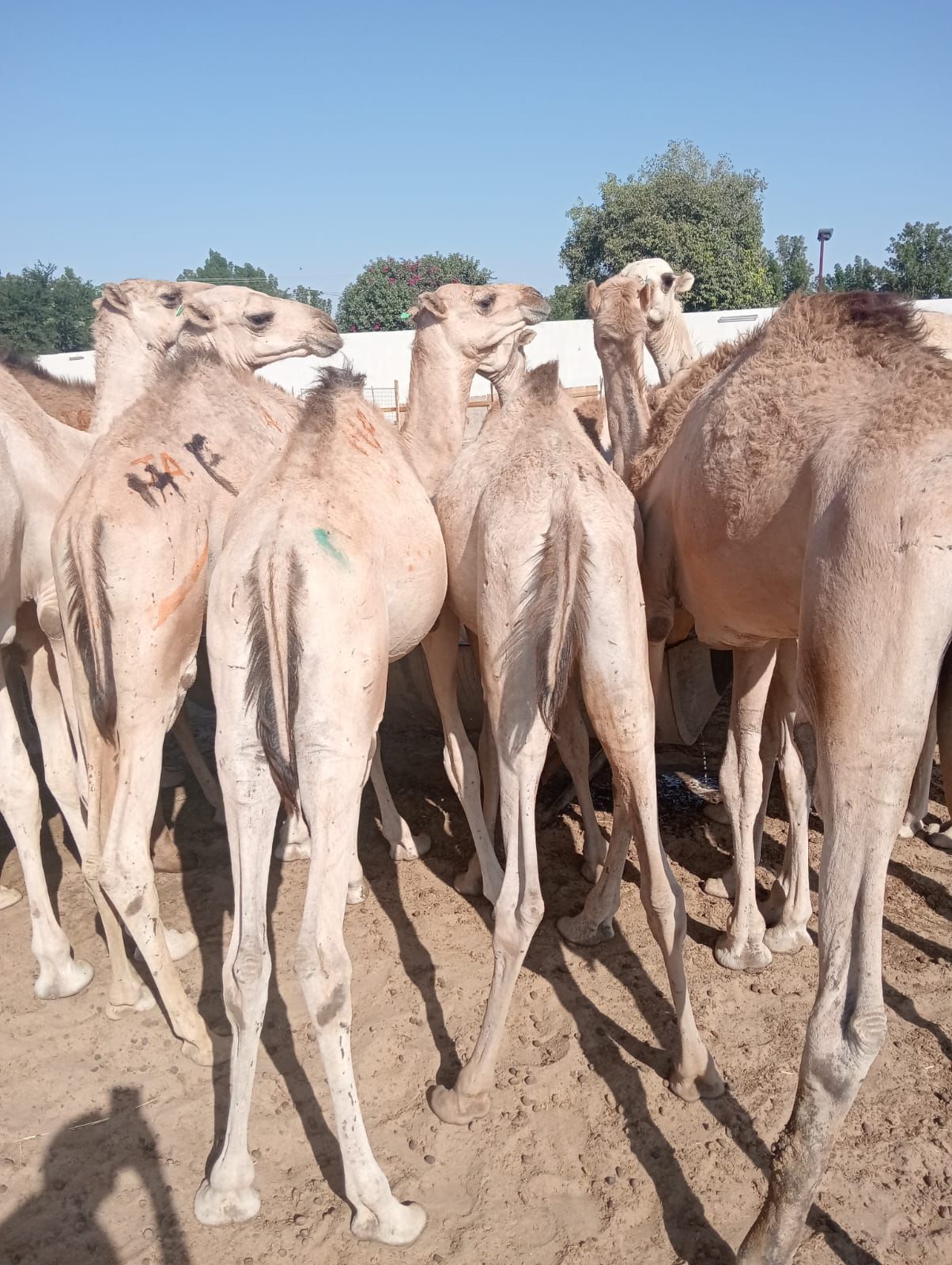 الاصايل المواشي