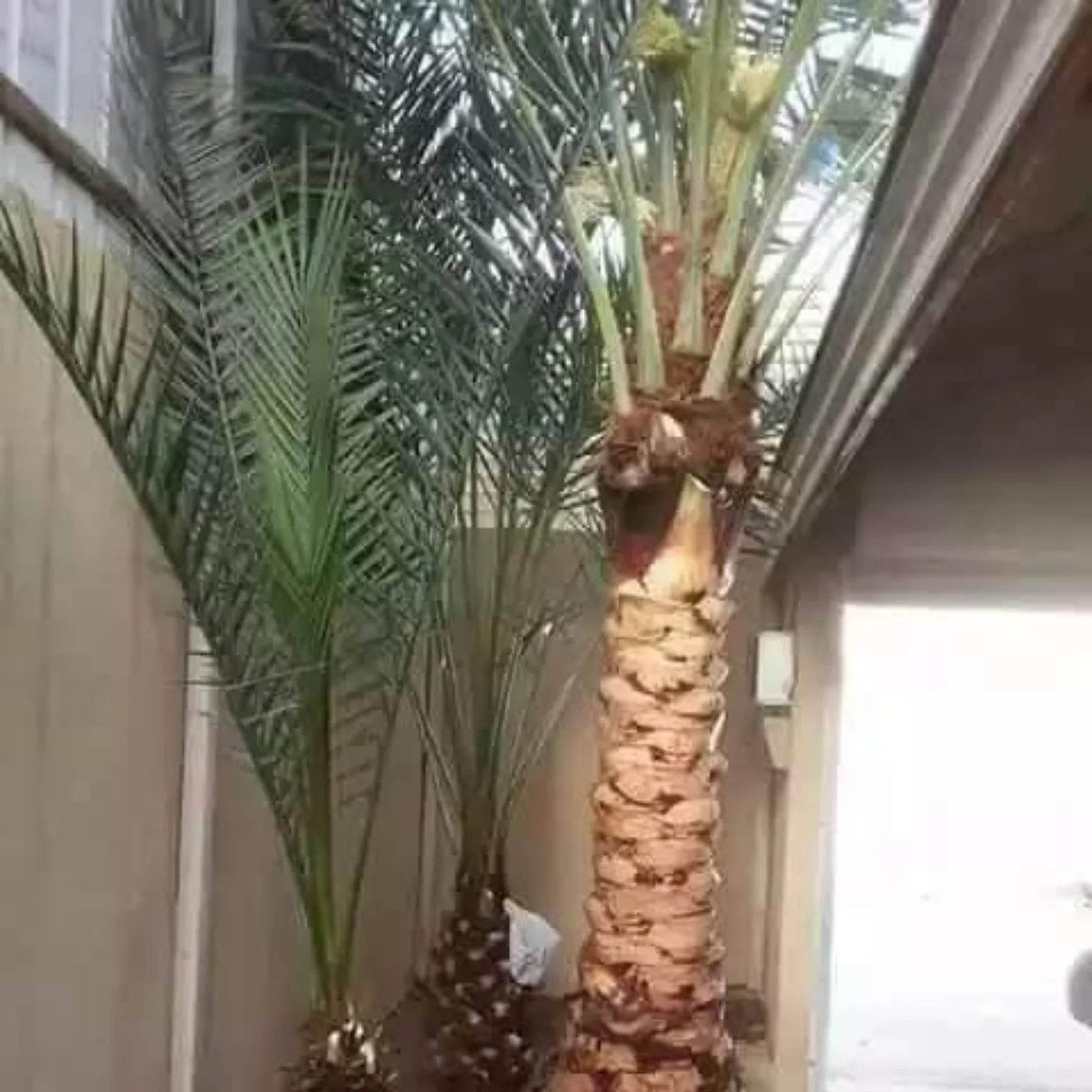 تصميم وتنسيق الحدائق