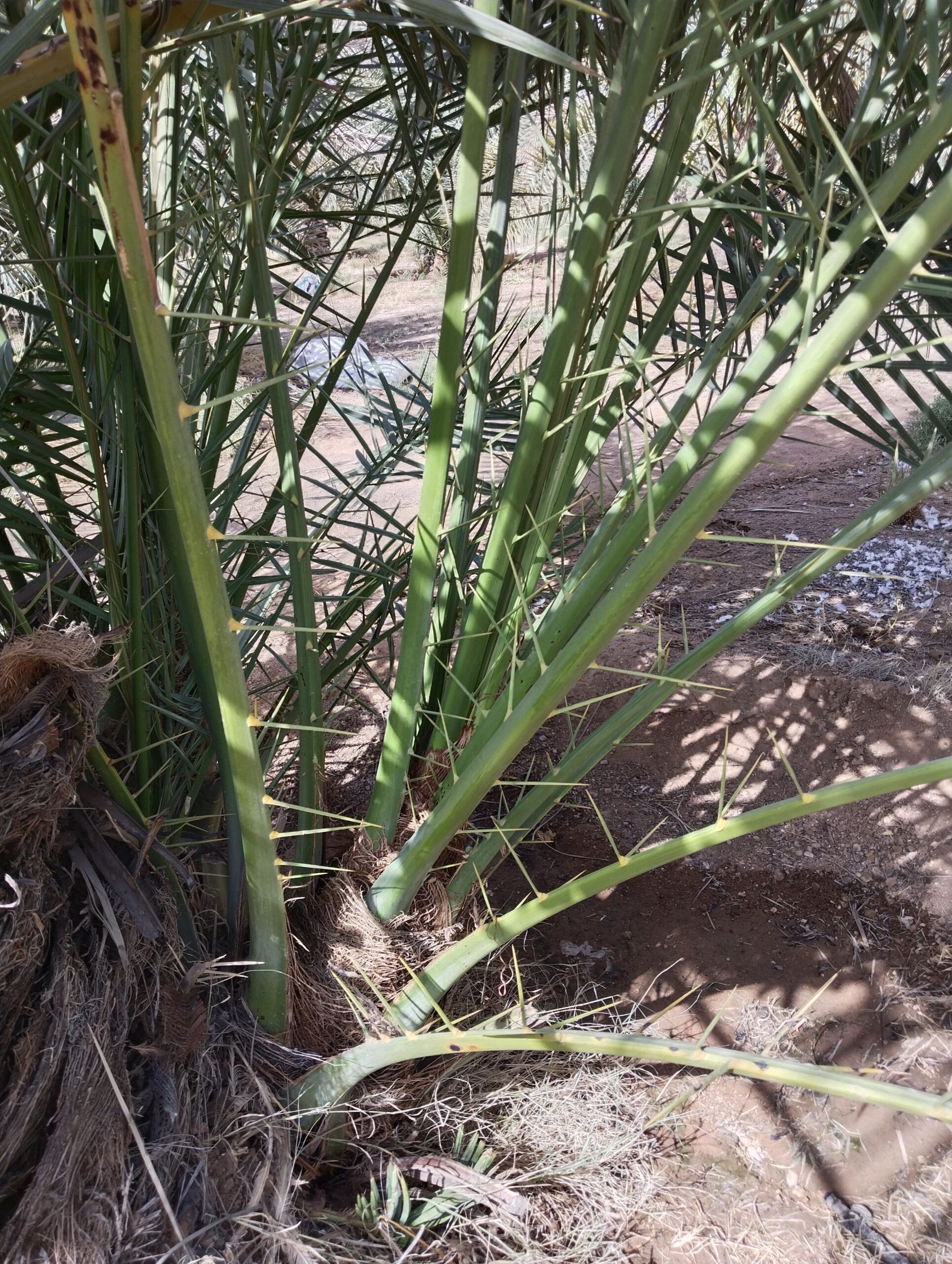 نخل مثمر للبيع